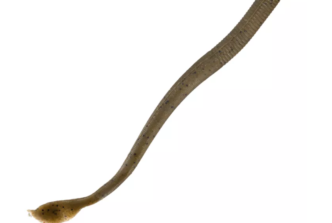 GULP NIGHT CRAWLER 6"